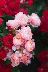 Tiny pink roses,  rose bush in bloom, bouquet of roses