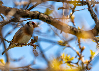 European Goldfinch (Carduelis carduelis) - Found across Europe, Asia & North Africa