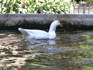 Canard blanc dans un bassin