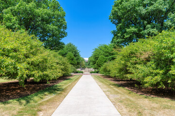 Beautiful alley with green trees in sunny summer park.