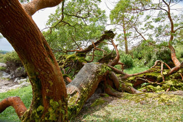 Strange growing tree in the Furnas on the Island of San Miguel in the Azores Portugal