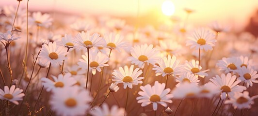 cheerful spring flower blossoming meadow with sunlight, white daisy flower field, Generative Ai	
