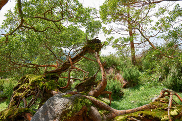 Strange growing tree in the Furnas on the Island of San Miguel in the Azores Portugal