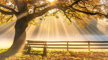  A bench sits under the sun-dappled tree, its shadows dancing with the leaves' sway