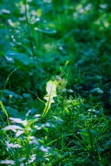 Field of green grass and wildflowers.