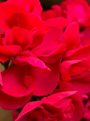 red geranium petals