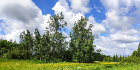 Sunny spring landscape. Birch trees on a field.