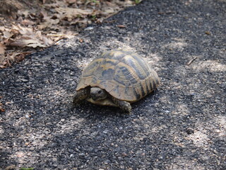 Obraz premium Turtle in Bulgaria