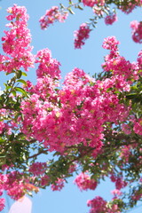 Obraz premium Lagerstroemia indica in bloom, the crape myrtle, crepe myrtle, or crepeflower, flowering plant of the family Lythraceae. Native to the India, Southeast Asia, China, Korea and Japan