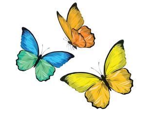 colorful  flock of cololorful butterflies flies. Butterfly set.monarch tawny spring butterfly