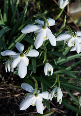 delicate double snowdrops blooming on a sunny spring day