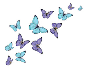 flock of cololorful butterflies flies. Butterfly set.monarch tawny spring butterfly