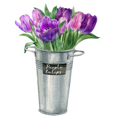 Watercolor spring flowers,violet purple tulip bouquets in a galvanized iron bucket, rustic easter flower, mother's day postcard. Florist shop, fresh flower market