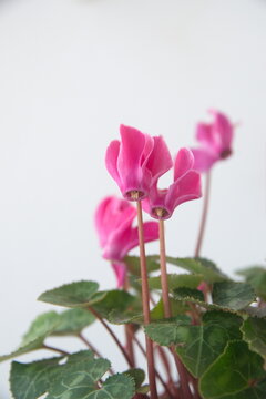 Cyclamen hederifolium, Cyclamen persicum, Ivy-leaved cyclamen, sowbread with pink flowers, on white background