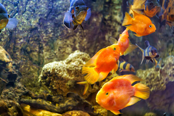Fish swim in the aquarium