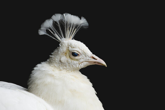 White Peacoc Blue Eye