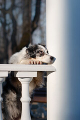 Australian shepherd aussie in the morning fog in the park