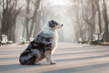 Australian shepherd aussie in the morning fog in the park