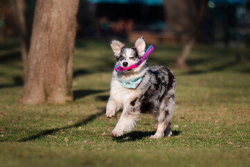 Naklejka na ściany i meble Funny Australian shepherd dog playing in the park with his toy 