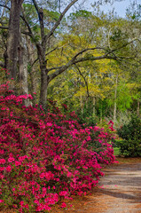 Indian azaleas (Rhododendron indicum) bloom at a public park in Mobile Alabama