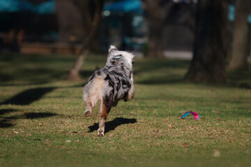 Funny Australian shepherd dog playing in the park with his toy 