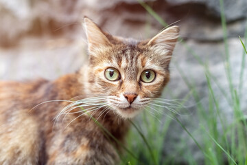 Naklejka na ściany i meble Observant Street Cat Exuding Intelligence and Curious Nature