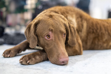 Pensive Chesapeake Bay Retriever Resting Indoors After a Dog Show