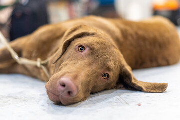 Chesapeake Bay Retriever Resting After a Dog Show Performance Indoors