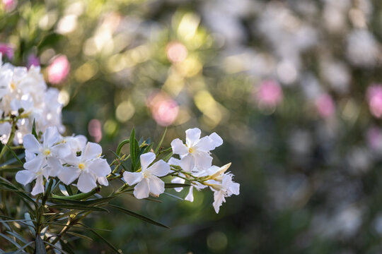 Vivid Oleander Flowers with a Focused Foreground and Blurry Background