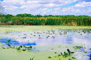 The landscape of Lake parker in Lakeland, Florida, USA	
