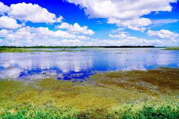 The landscape of Lake parker in Lakeland, Florida, USA	
