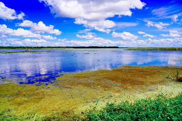 The landscape of Lake parker in Lakeland, Florida, USA
