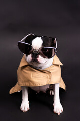 Portrait of a dog on a white dark background. Attentive Boston Terrier