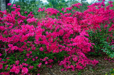 Indian azaleas (Rhododendron indicum) bloom at a public park in Mobile Alabama