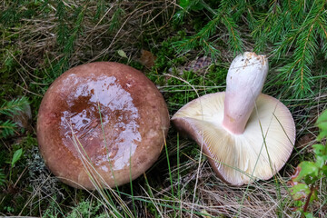 Russula mushrooms lies in the grass close-up