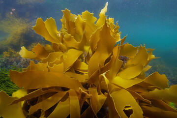 Leaves of Golden kelp seaweed, Laminaria ochroleuca, underwater in the Atlantic ocean, natural scene, Spain, Galicia, Rias Baixas