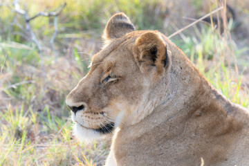 A lion, Panthera Leo, is pictured in a close-up view laying in the grass. In South Africa.