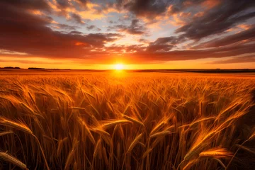 Meubelstickers Harvest Season at Dusk: An Idyllic Exploration of Golden Grain Fields under the Setting Sun © Adele
