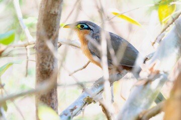 Fototapeta premium A lesser ground cuckoo, Morococcyx erythropygus, is perched on a tree branch. In Mexico.