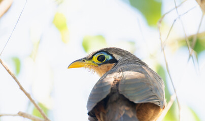 A close-up view of a Lesser Ground Cuckoo, Morococcyx erythropygus,  in mexico, perched on a tree branch.