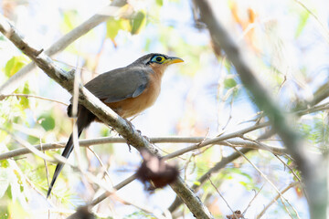 A lesser ground cuckoo, Morococcyx erythropygus, perched on a branch of a tree. In Mexico.