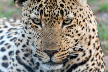 This close-up shot captures a leopard, Panthera pardus, intensely staring directly at the camera. In South Africa.