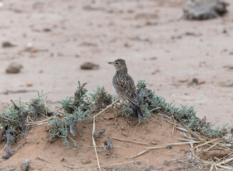 A Large-billed Lark, Galerida magnirostris, sits atop a small mound surrounded by sparse vegetation in South Africa