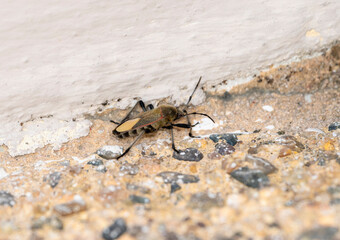 A Largus subligatus bug is seen sitting motionless on the ground. The ground below it is plain. In Mexico.