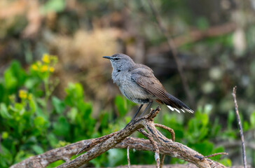 A Karoo Scrub Robin, Cercotrichas coryphoeus, perched on a branch in a lush forest setting. In South Africa.