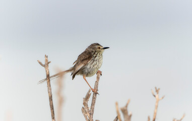 Fototapeta premium A Karoo Prinia bird, Prinia maculosa, is seen sitting on a dry tree branch in South Africa.