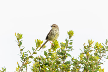 A Karoo Prinia, Prinia maculosa, is perched on top of a tree branch in South Africa.