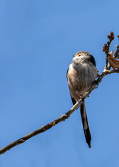 Long-tailed Tit (Aegithalos caudatus) - Found across Europe & parts of Asia