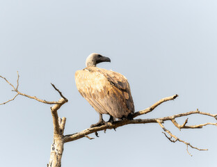 A hooded vulture, Necrosyrtes monachus, sits perched on top of a sturdy tree branch in South Africa.