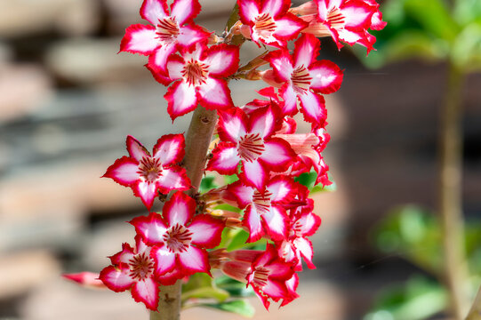 This close-up shot showcases the vibrant red and white petals of an Impala Lily flower. South Africa.